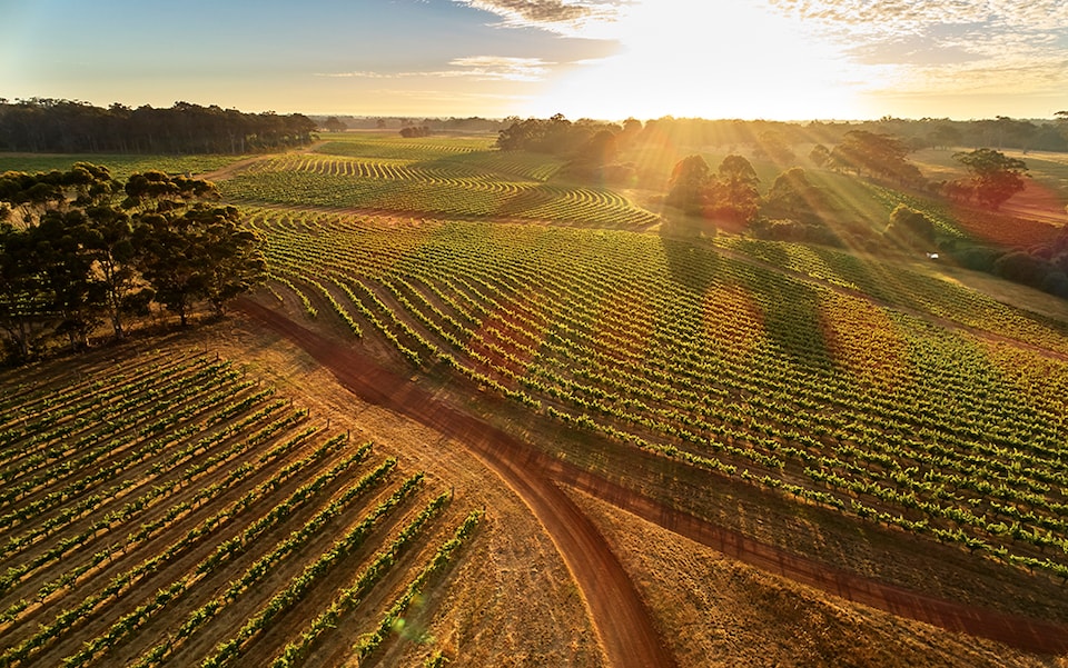 Innovation and experimentation: Australia’s vintner’s making bold moves